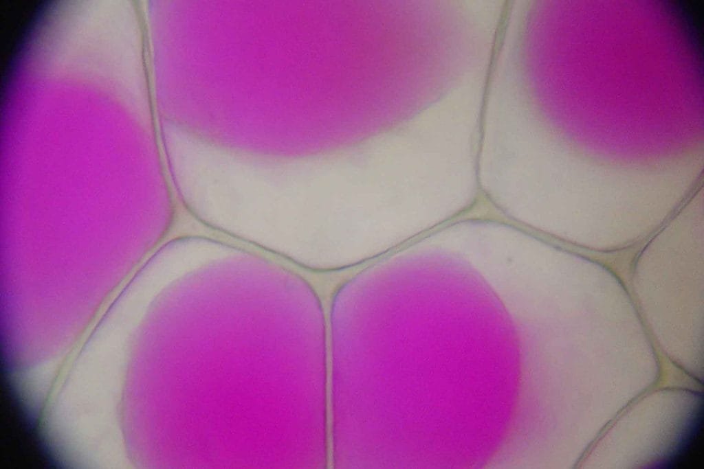 suculentas-celulas-succulents-cells