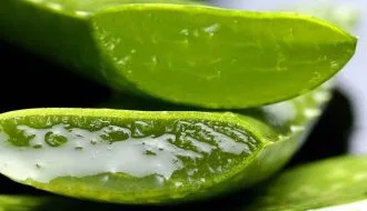 suculentas-jugosas-juicy-succulents
