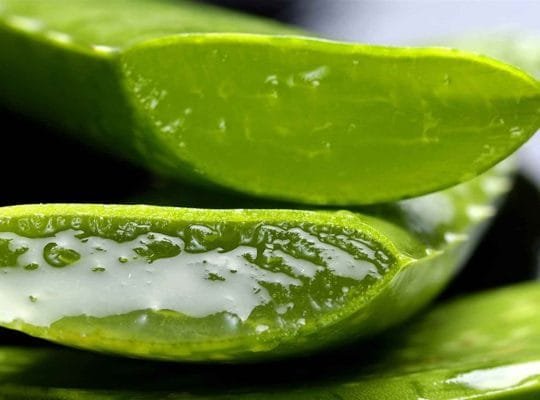 suculentas-jugosas-juicy-succulents