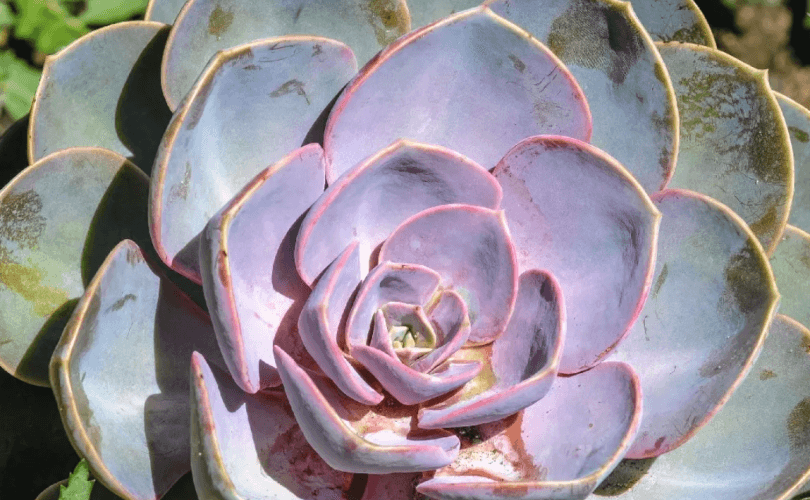 Echeveria Perle von Nurnberg