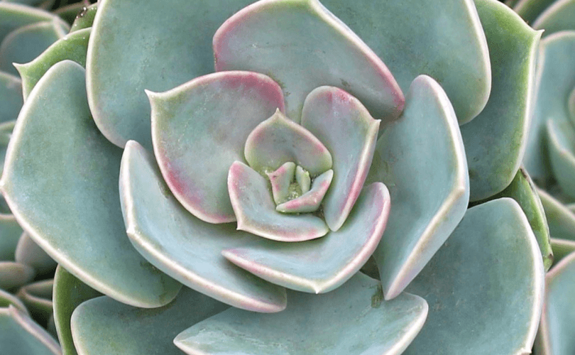 Echeveria Green Perle