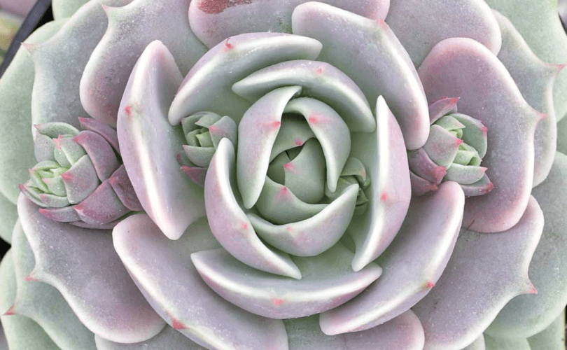 Echeveria Lola