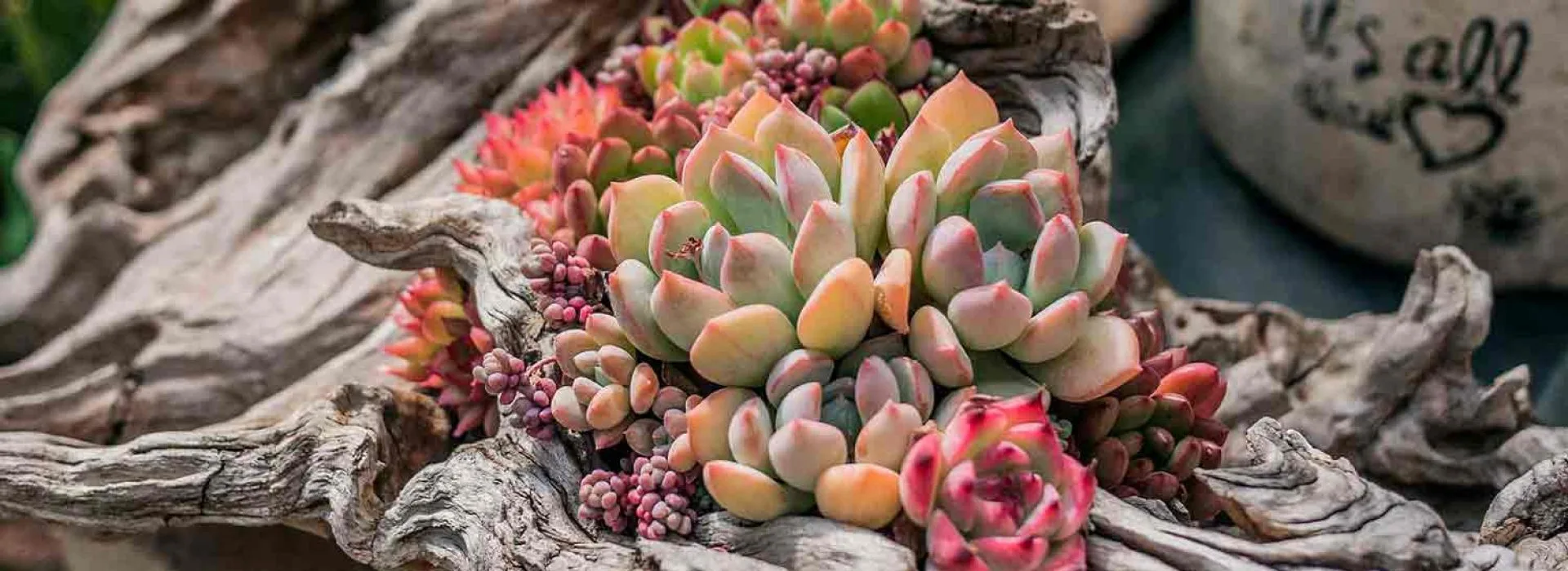 tipos-de-suculentas-myplantindex