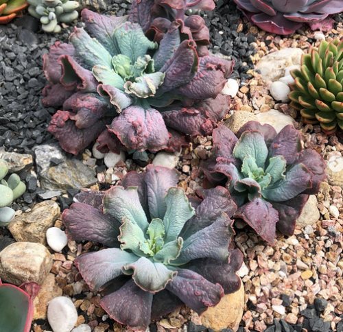 Linguas, echeveria