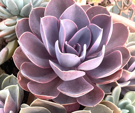 Echeveria Perle von Nurnberg
