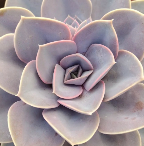 Echeveria Perle von Nurnberg