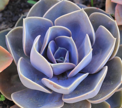 Echeveria Perle von Nurnberg