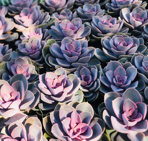 Echeveria Perle von Nurnberg