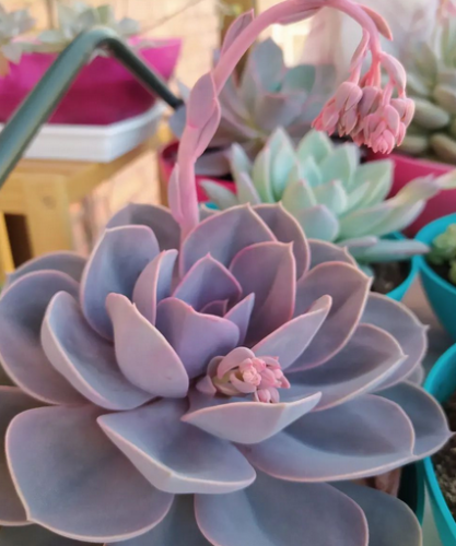 Echeveria Perle von Nurnberg