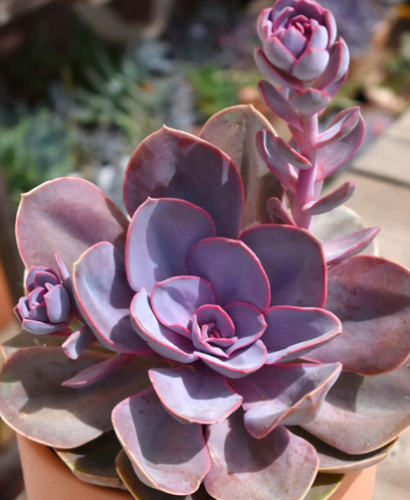 Perle von Nürnberg, echeveria