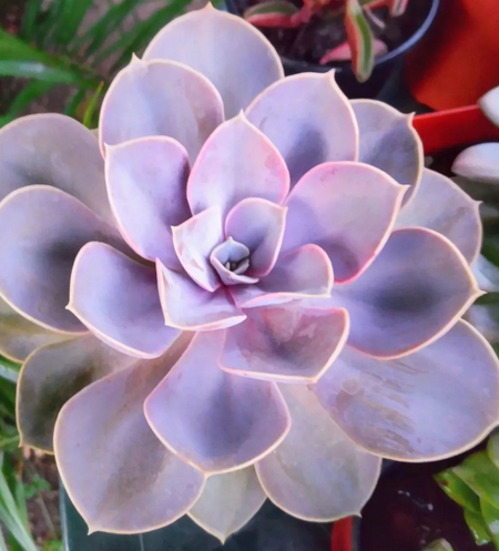 Echeveria Perle von Nurnberg