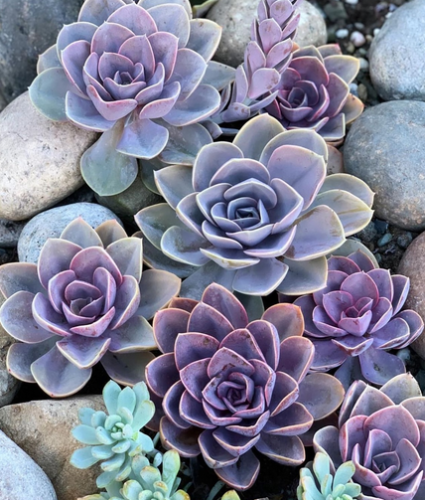 Echeveria Perle von Nurnberg