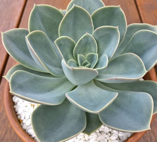 Echeveria Green Perle