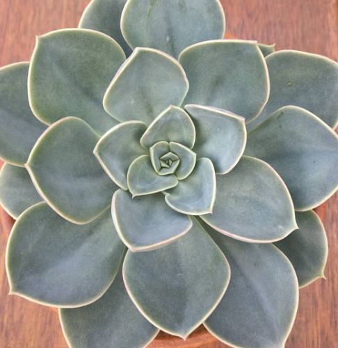 Echeveria Green Perle