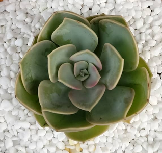 Echeveria Green Perle