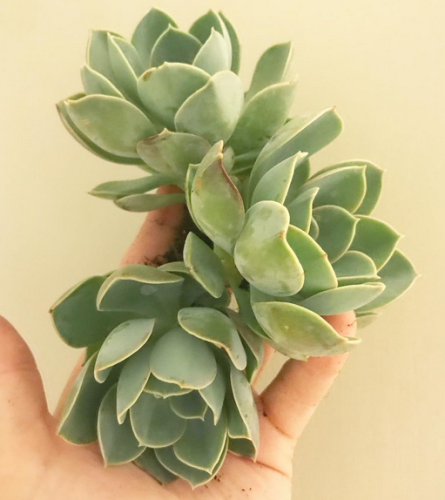 Green Perle, echeveria