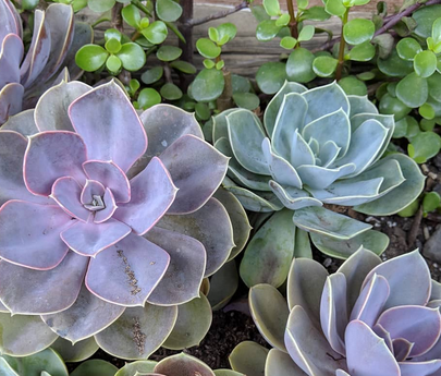 Echeveria Green Perle
