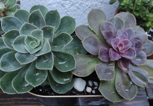 Echeveria Green Perle