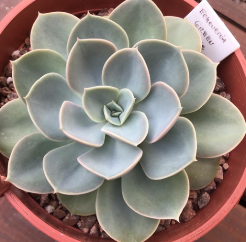 Echeveria Green Perle