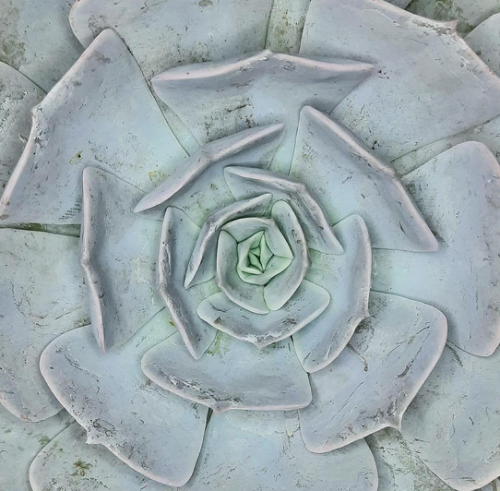 Echeveria Lilacina