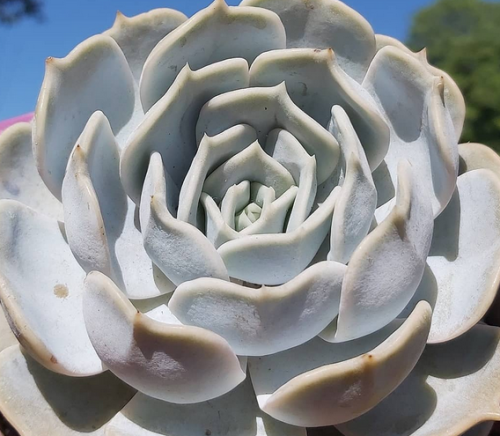 Echeveria Lilacina