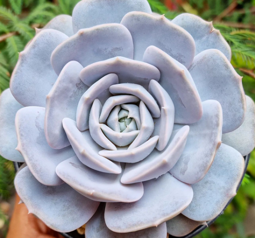 Echeveria Lilacina