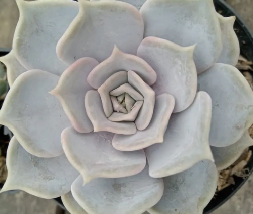 Echeveria Lilacina