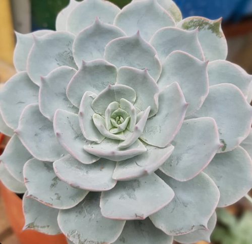 Lilacina, echeveria