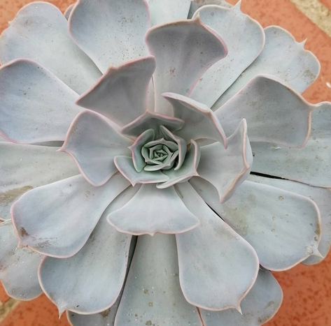 Echeveria Lilacina