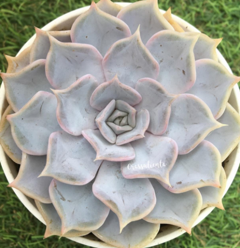 Echeveria Lilacina