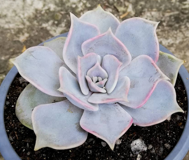 Echeveria Lilacina