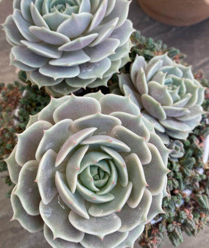 Echeveria Lola