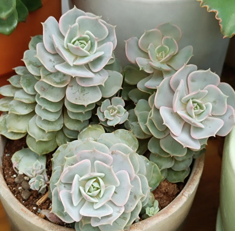 Echeveria Lola