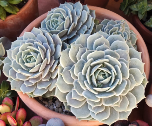 Echeveria Lola