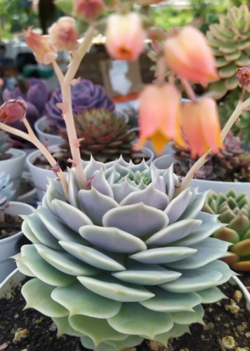 Echeveria Lola