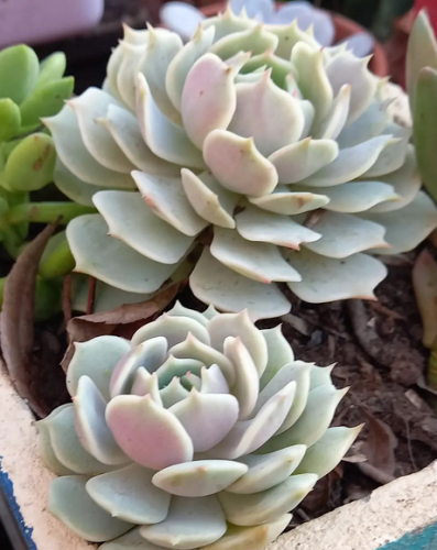 Echeveria Lola