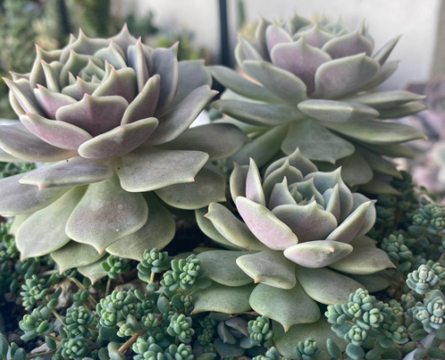 Echeveria Lola