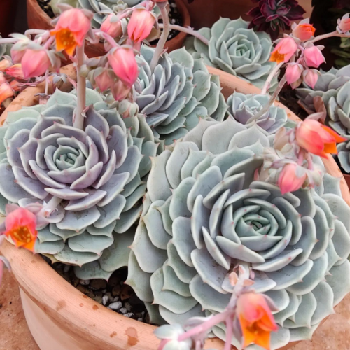 Echeveria Lola