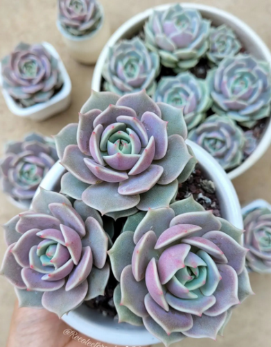 Echeveria Lola