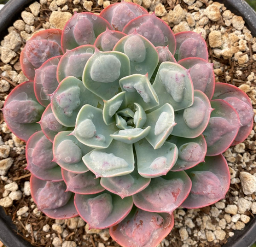 Echeveria Raindrops