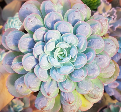 Echeveria Raindrops