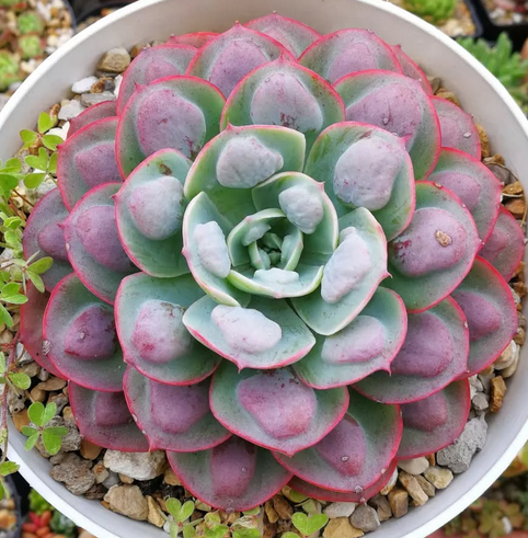 Echeveria Raindrops