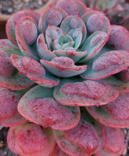 Echeveria Raindrops