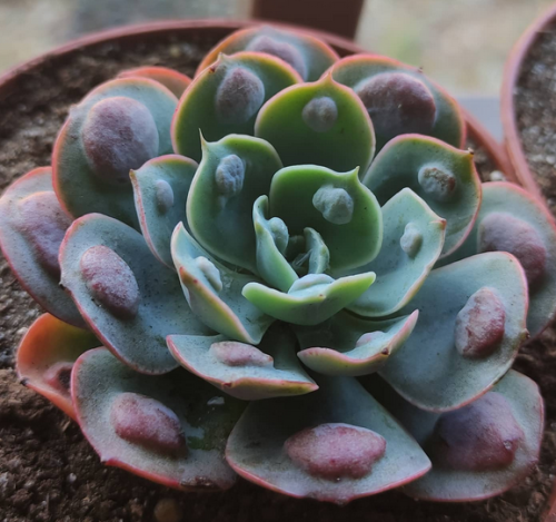 Echeveria Raindrops