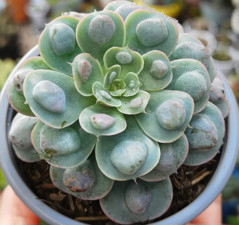 Echeveria Raindrops