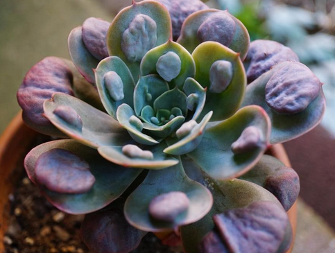 Echeveria Raindrops