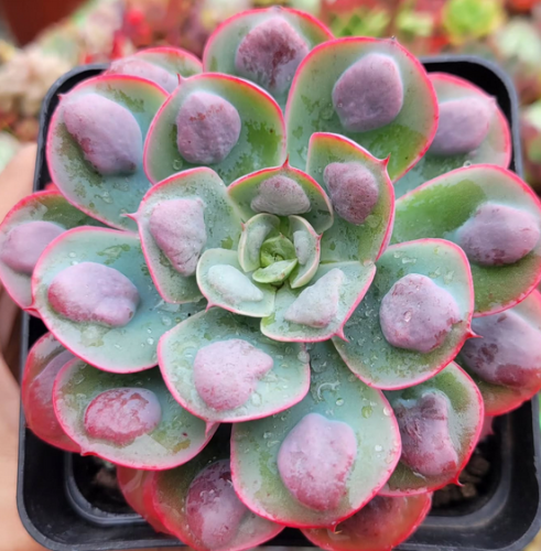 Echeveria Raindrops