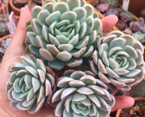 Echeveria Elegans