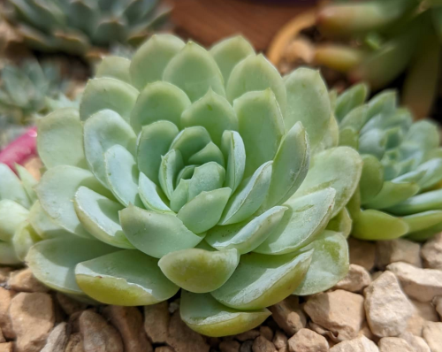 Echeveria Elegans