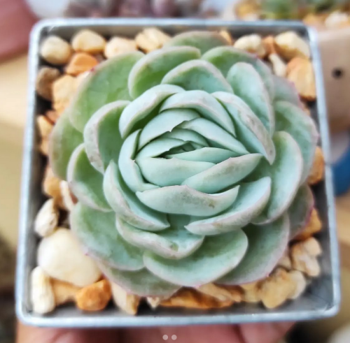 Echeveria Elegans